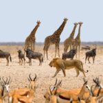 Staying Safe During Hot Seasons in Tropical Countries How to Prevent Heat Stroke and Heat-Related Illnesses