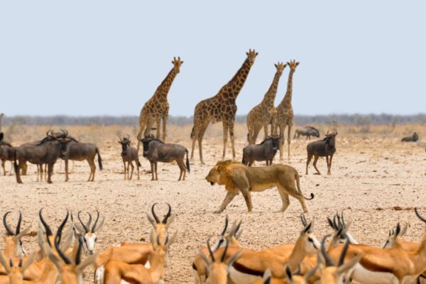 Best Wildlife Documentary Channels That Explore Animal Behavior And Life In The Wild